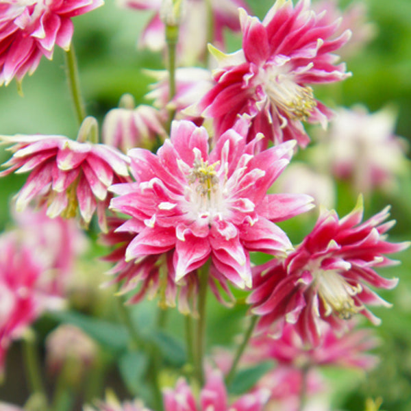 Close-up of pink flowers with a blurred green background