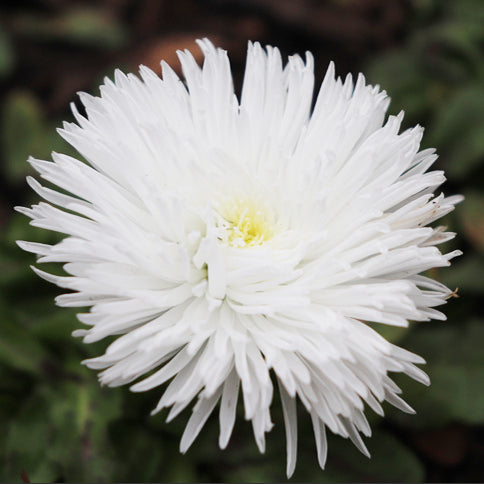 large white bellis perrenis flower on a blurred background