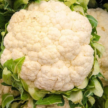 Cauliflower Snowball