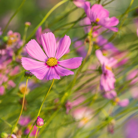 A close-up image of a pink Cosmos Gloria flower with a darker pink or red eye around the yellow center, in full bloom.