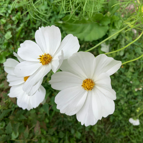 Pure white cosmos flowers with yellow centers, surrounded by green ferny foliage.