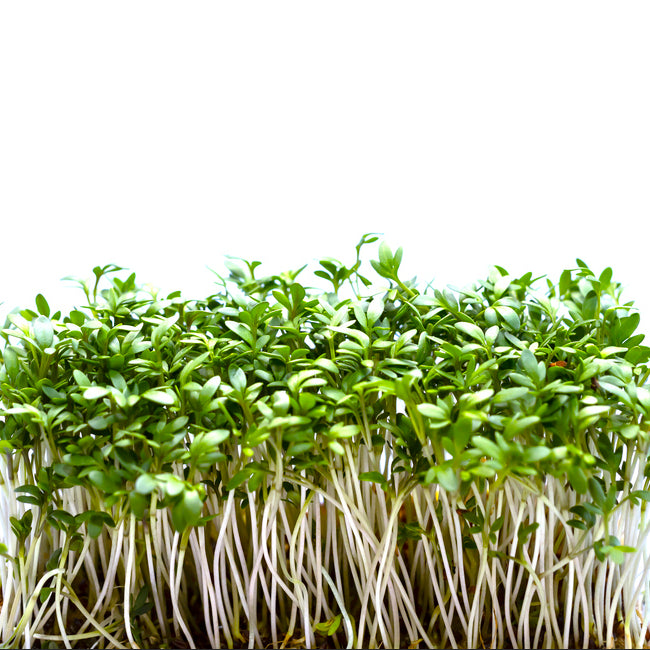 Cress Plain