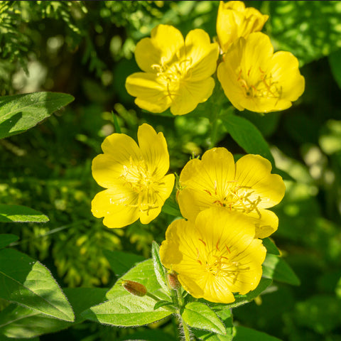 Yellow evening primrose flowers with green leaves in the background