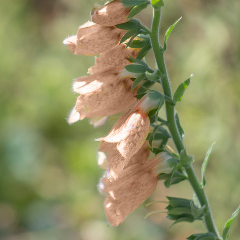 A close-up stem of apricot coloured foxglove flowers on a blurred background