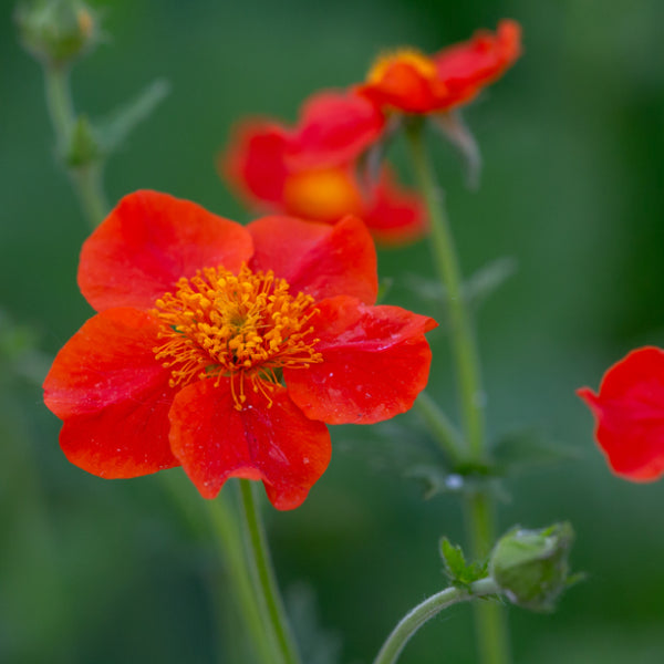 Close-up image of a Geum Mrs Bradshaw flower with deep orange petals and a yellow center.