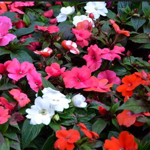 multi-coloured Impatiens Dwarf Baby Mix in a garden border