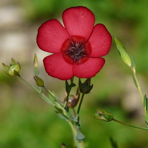Linum scarlet flax flower with green leaves on a blurred natural background