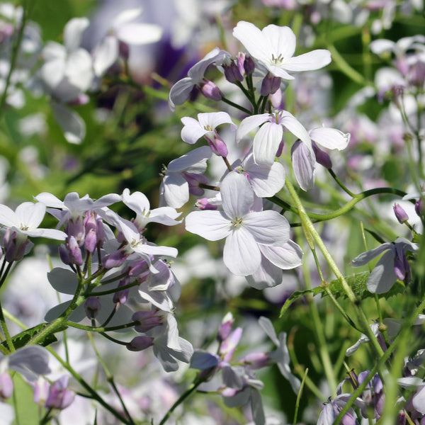 A cluster of Lunaria Mixed Honesty flowers with both purple and white petals, and visible seed heads.