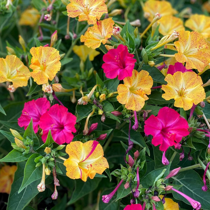 An image displaying vibrant trumpet flowers in yellow, pink, and red colors, with green foliage.