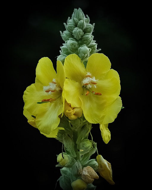 A close-up image of a Mullein (Greater) plant with yellow flowers and tall stems against a black background.