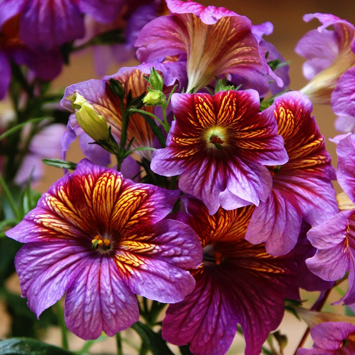 A bunch of salpiglossis sinuata painted tongue flowers