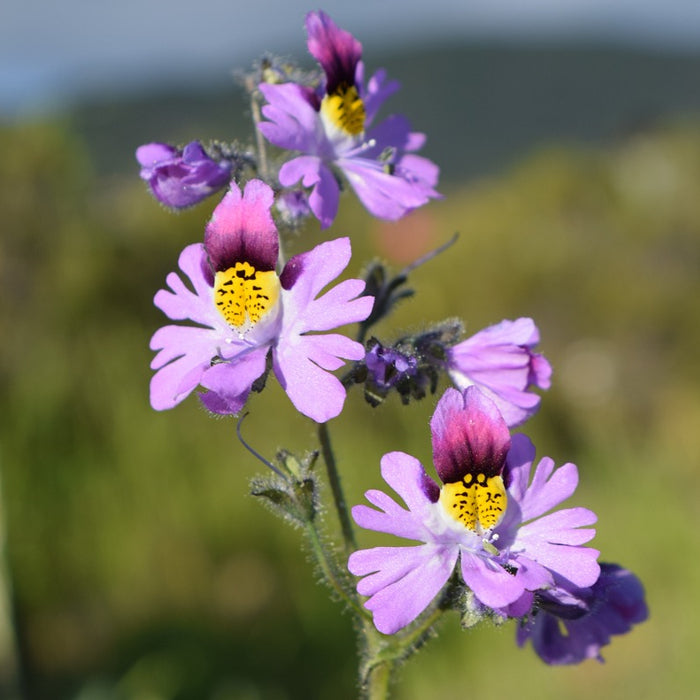 A photo showing purple and yellow angel wing schizanthus flowers with a blurred background.