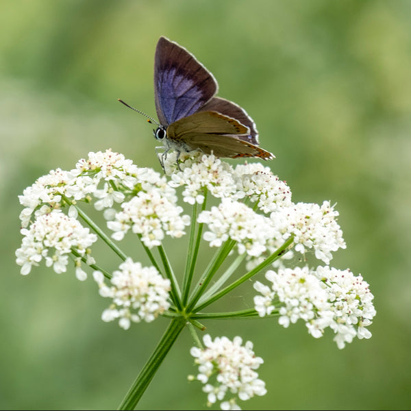 close-up of anise flower head with butterfly