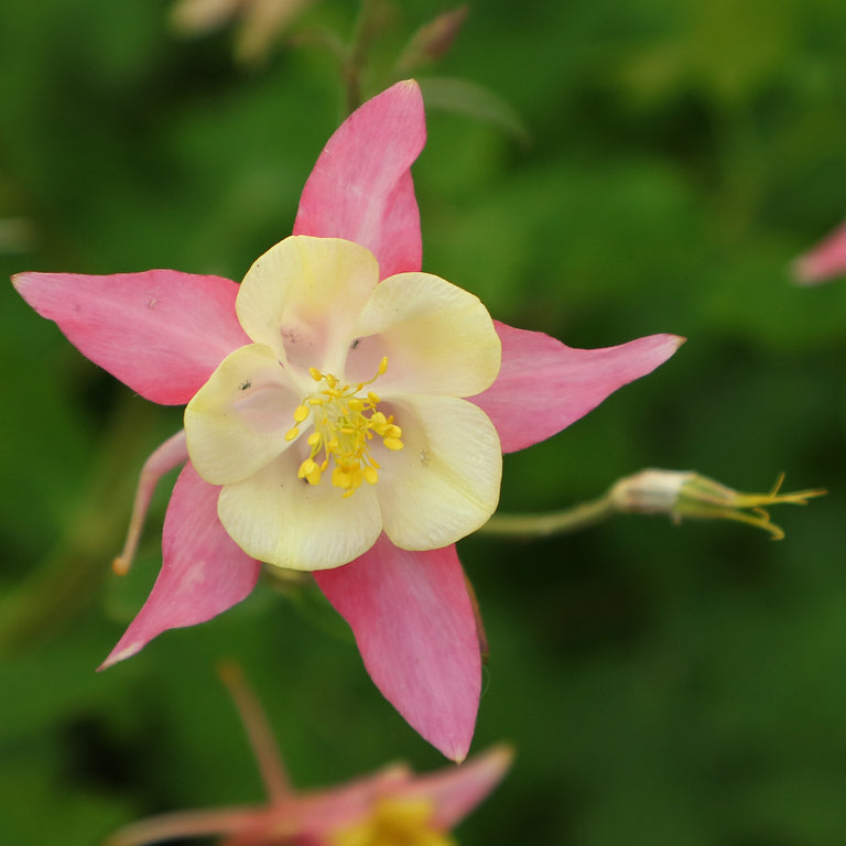 Pink and white flower with a yellow center on a blurred green background