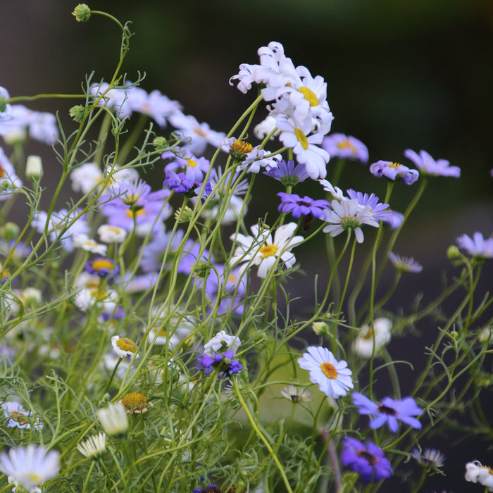 lilac and white brachycome daisies on a blurred background