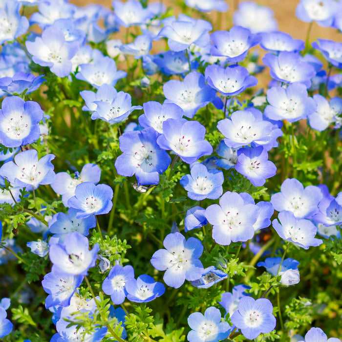 California bluebell flowers with green stems and leaves