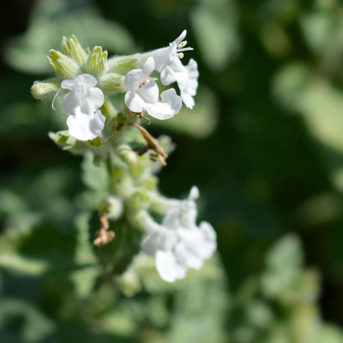 white catmint flowers on a blurred background