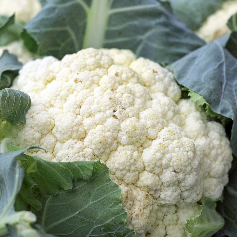 Close-up of all year round cauliflower