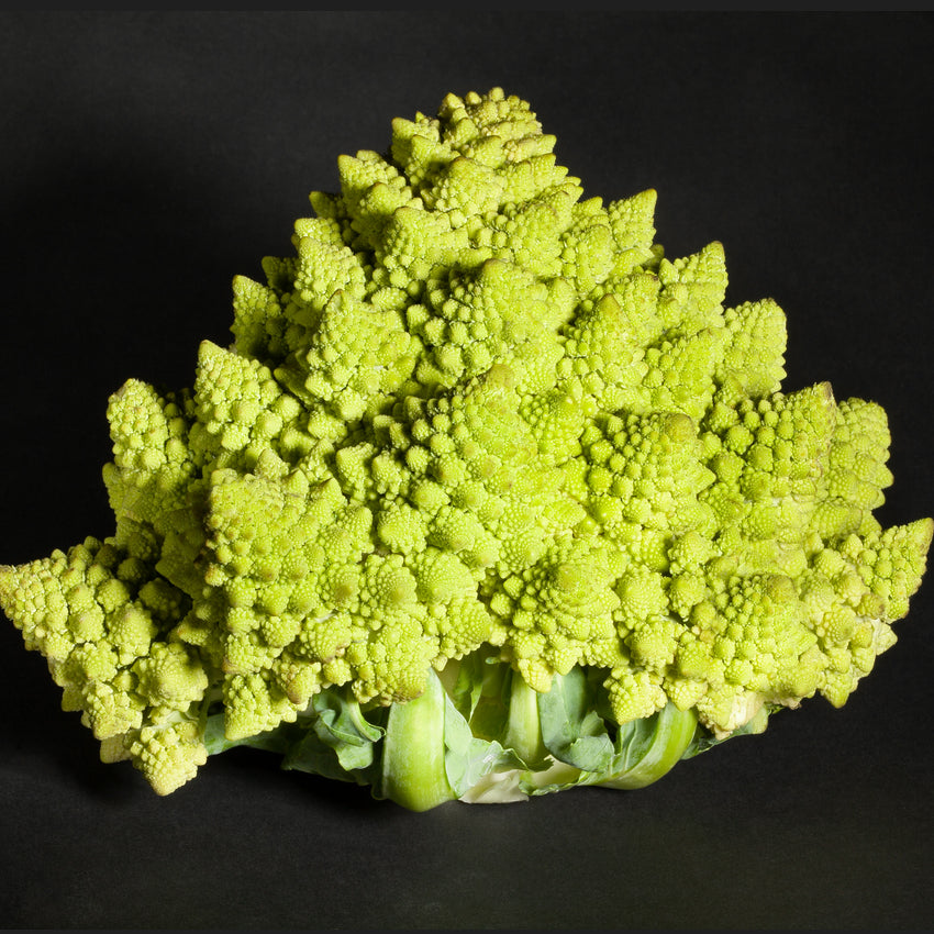 harvested green/yellow pointed Romanesco cauliflower on a dark background