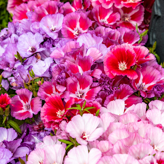 red, lilac and pink clarkia flowers in a garden container