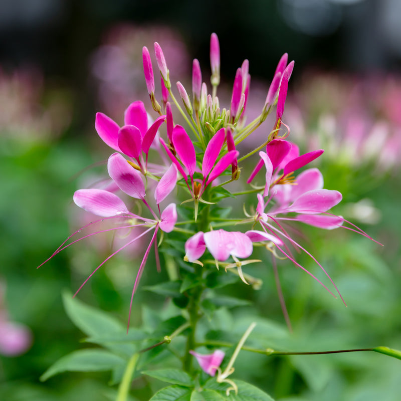 vivid pink cleome spider plant flower on a blurred green background