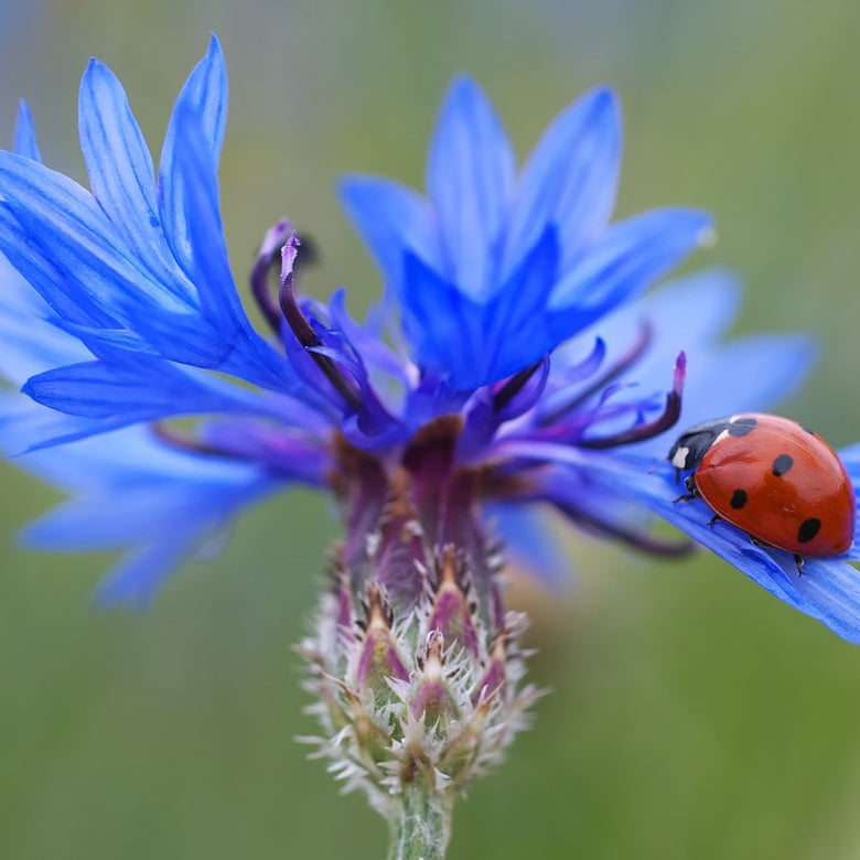 close-up of a blue cornflower with ladybird on one leaf. Blurred background