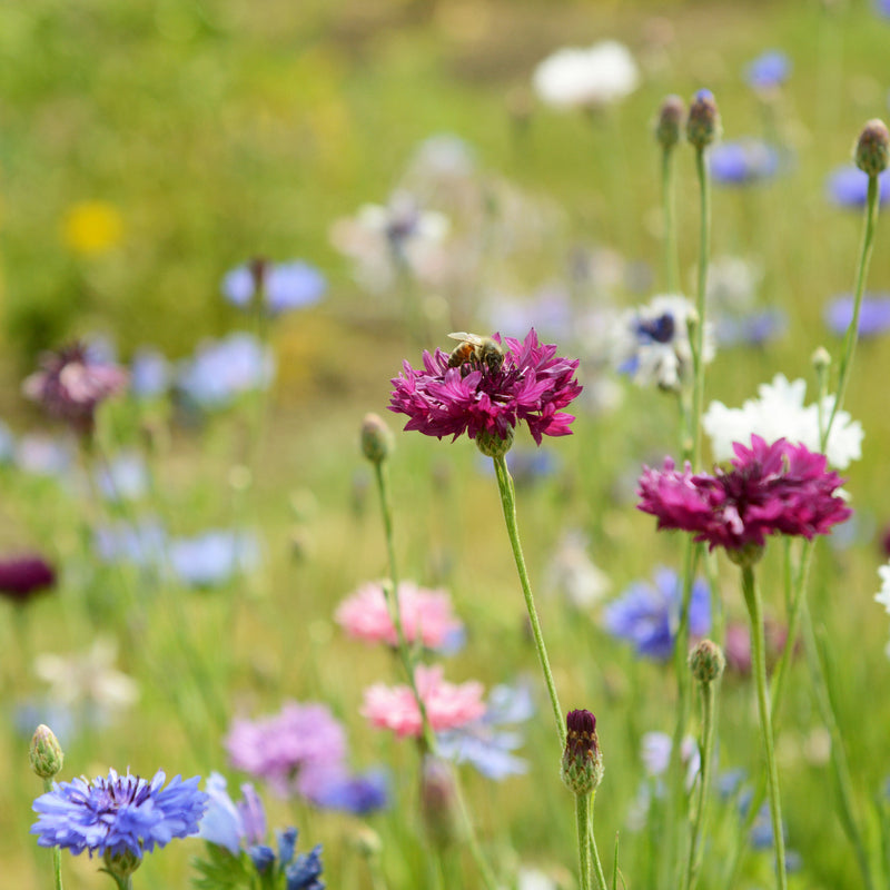 mixed cornflowers in a meadow with blurred background