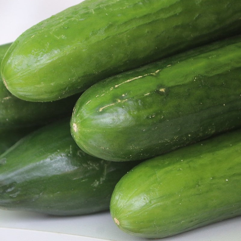 close-up of spring cucumbers