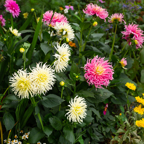 Pink and white Dahlia cactus variety in a garden border