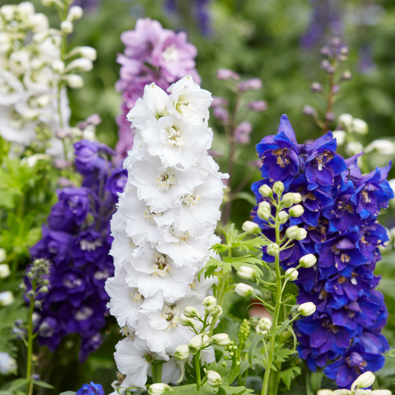 blue, white and lilac delphinium flowers on a blurred background