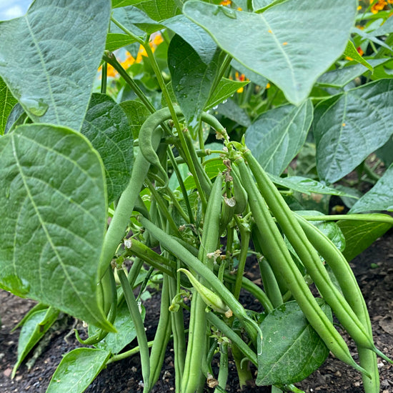 A cluster of slender, dark green Dwarf French Bean Slenderettes growing on the vine with large green leaves in the background.