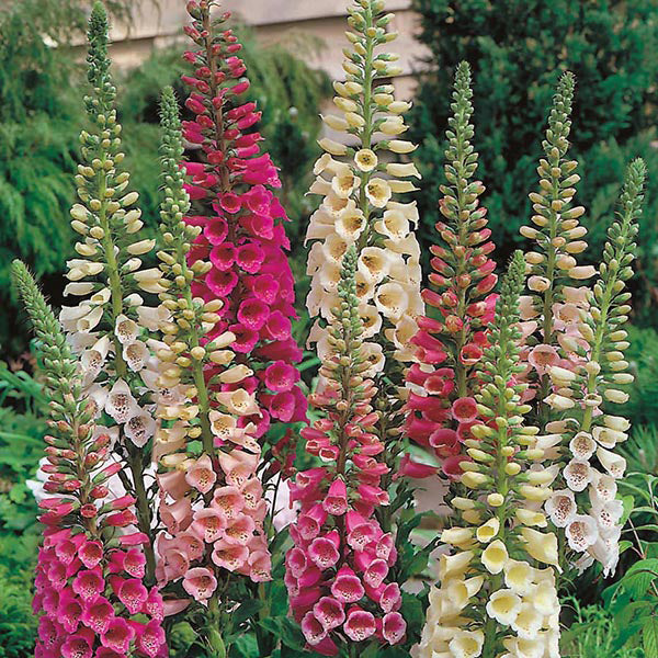 mixed colour foxgloves in a garden border