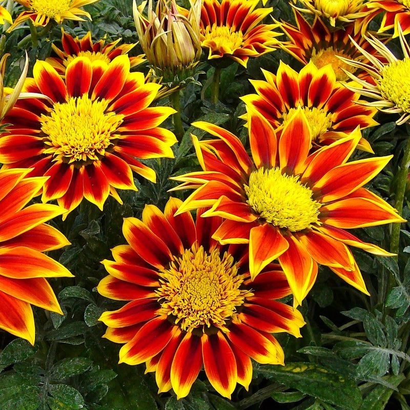 Four gazania flowers with yellow tipped orange petals and yellow centres in a garden setting