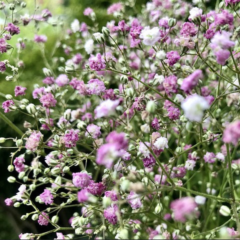 A field of Gypsophila plants with small pink flowers.