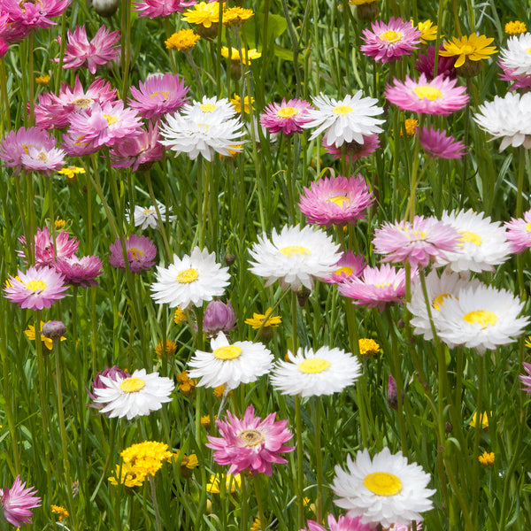 A garden filled with Helipterum Roseum flowers, showcasing shades of pink through to white with bright yellow centers.