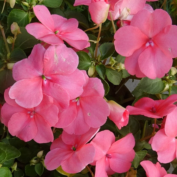 A cluster of pink Impatiens Walleriana Busy Lizzie flowers with green leaves.