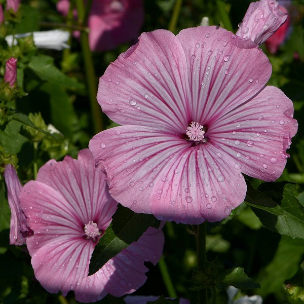 A photo showing pink trumpet-shaped flowers of Lavatera Rose Mallow Mix, with visible water droplets on the petals.