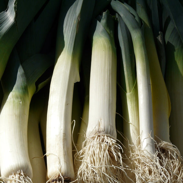 A group of giant fresh leeks with white and green stalks including visible roots
