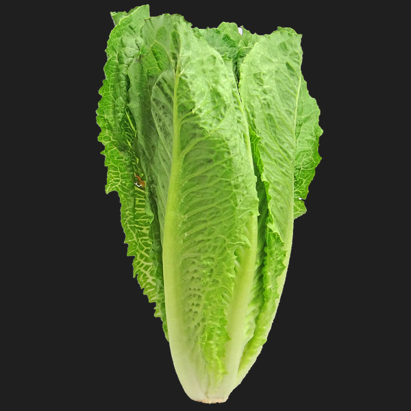 A fresh head of Parris Island Cos lettuce with dark green, slightly curly leaves covering a creamy-white heart on a black background