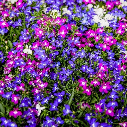 Colourful flower bed with purple, pink, and white lobelia flowers.