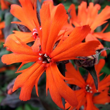 Close-up of Lychnis Chalcedonica flowers, with a mix of scarlet, white, and pink colors.