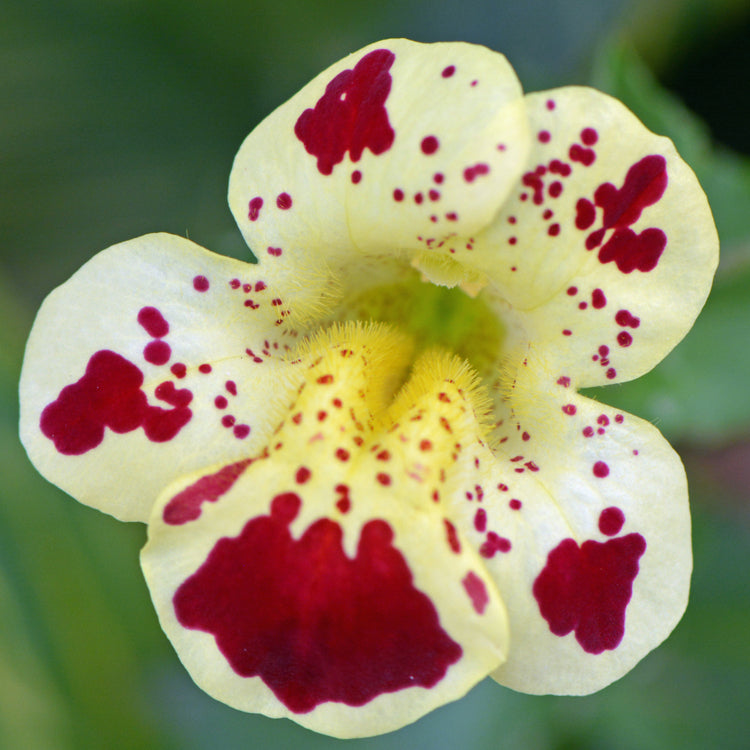 Close-up of a mimulus tigrinis flower with yellow petals and red spots on a blurred green background
