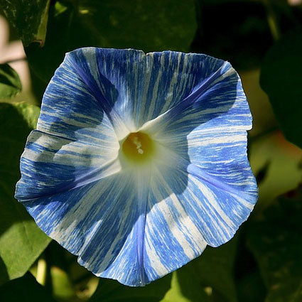 A close-up image of a Morning Glory flower with blue and white stripes on its petals.