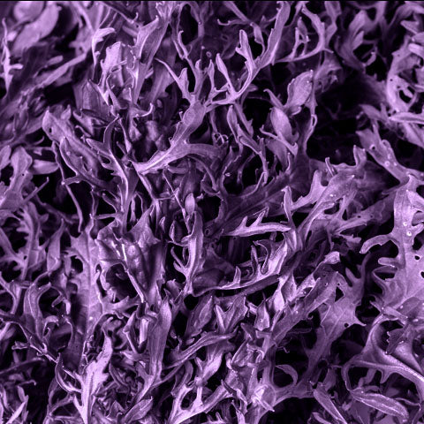 A close-up image of Mustard – Red Frills leaves showing their frilly texture,