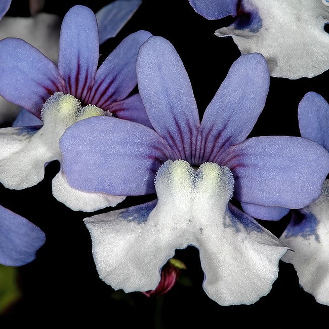 nemesia flowers