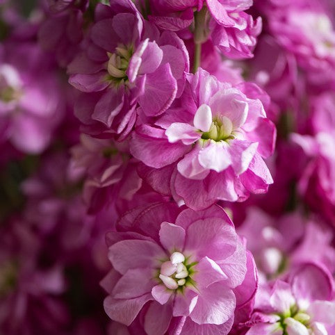 Close-up of pink night-scented stock flowers with a soft focus background