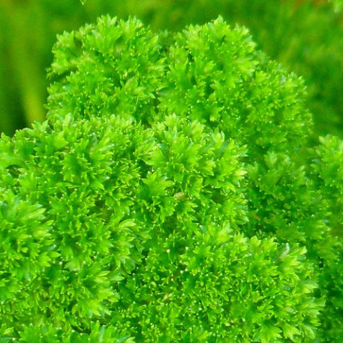 vibrant green curled parsley on a blurred background