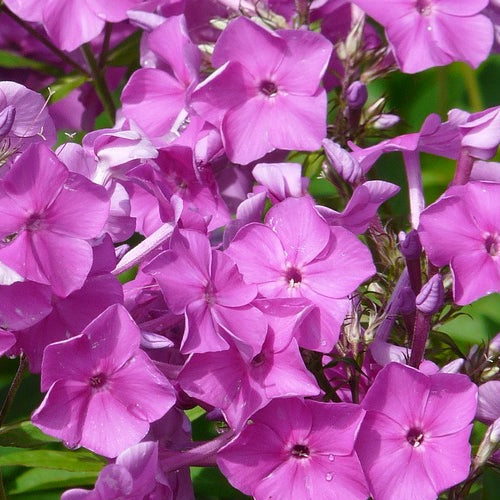 A close-up of pink phlox flowers with a blurred background.