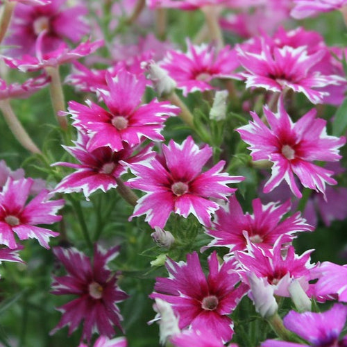 A cluster of vibrant pink phlox flowers with white tips on their petals, blooming in a garden.