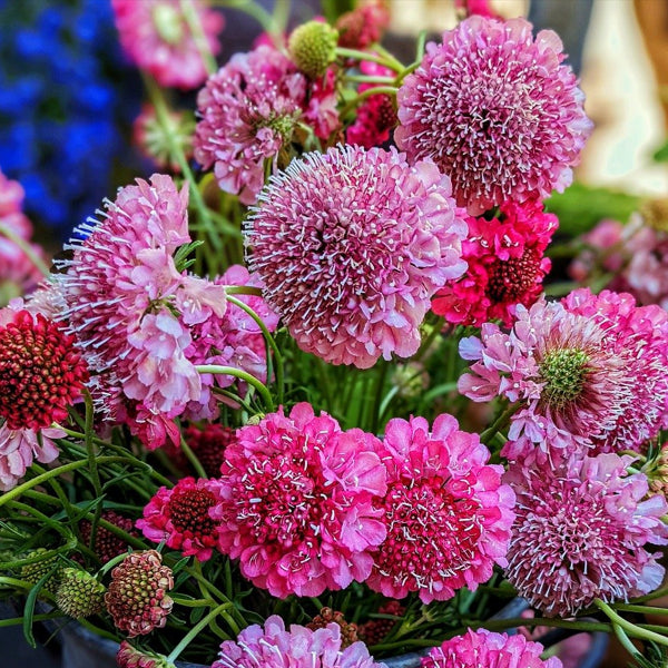 A vibrant image showcasing a group of pincushion flowers with a rich mix of colors, predominantly pink and red, with a blurred background.